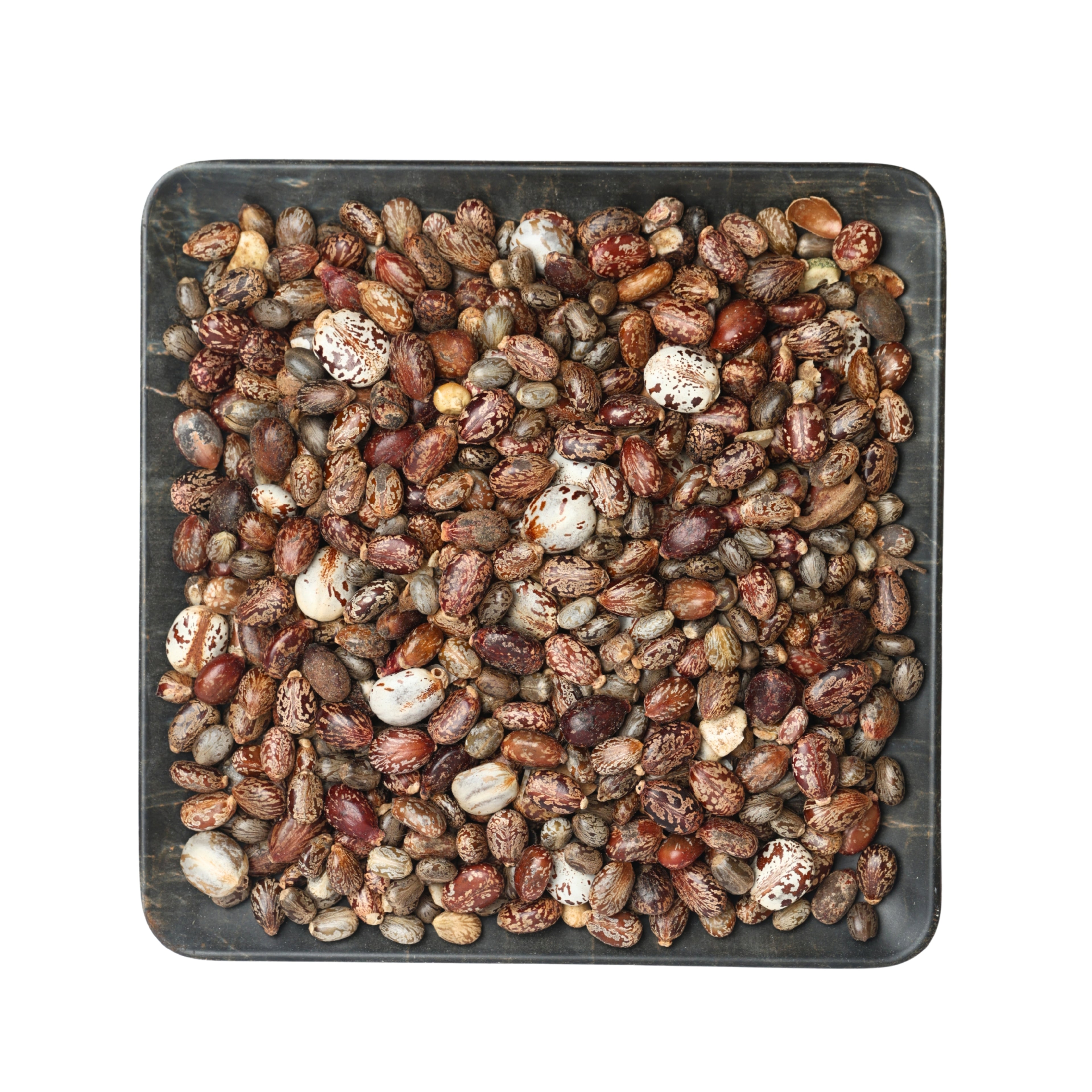 بذور الخروع