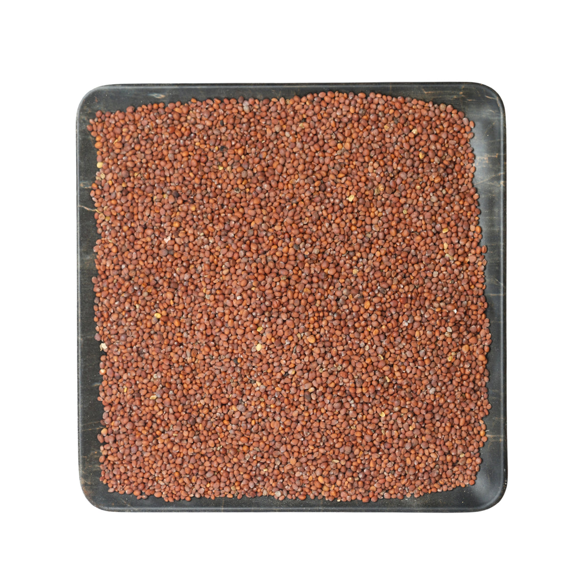 بذور الفجل