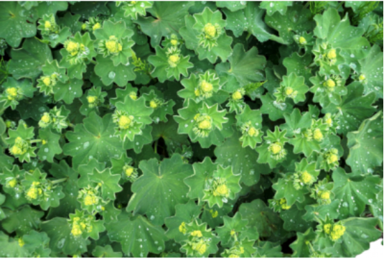 عباءة السيدة