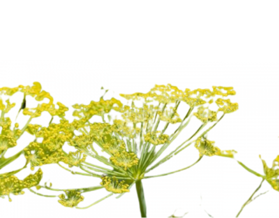 عشبة الشذاب