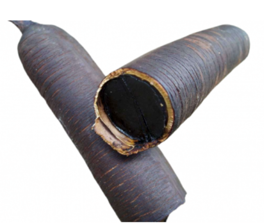 عشبة كصب فلوس