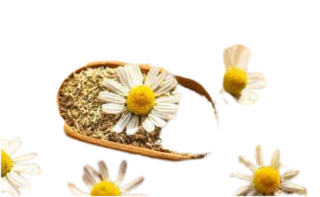 بابونج مصرى علبة 90 جم