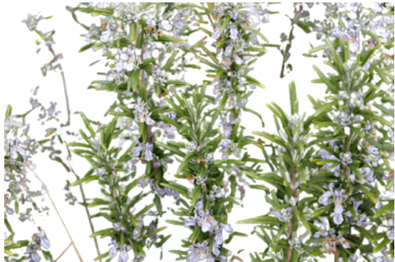 اكليل الجبل