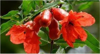 ورد رمان 100 جم