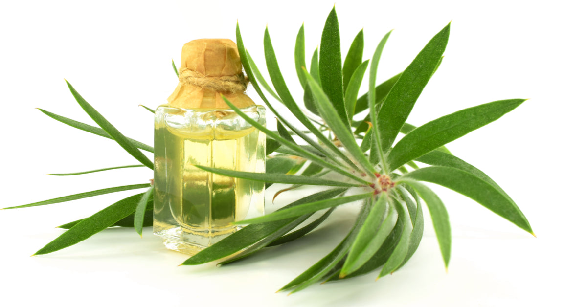 زيت الشاي الأخضر ( تقديس )